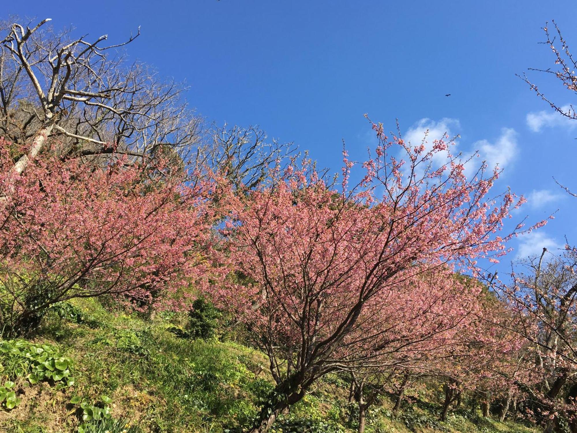 Dogashima Onsen Hotel Nišiizu Exteriér fotografie